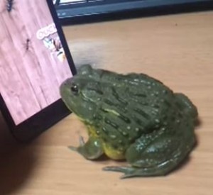 Bull Frog Android